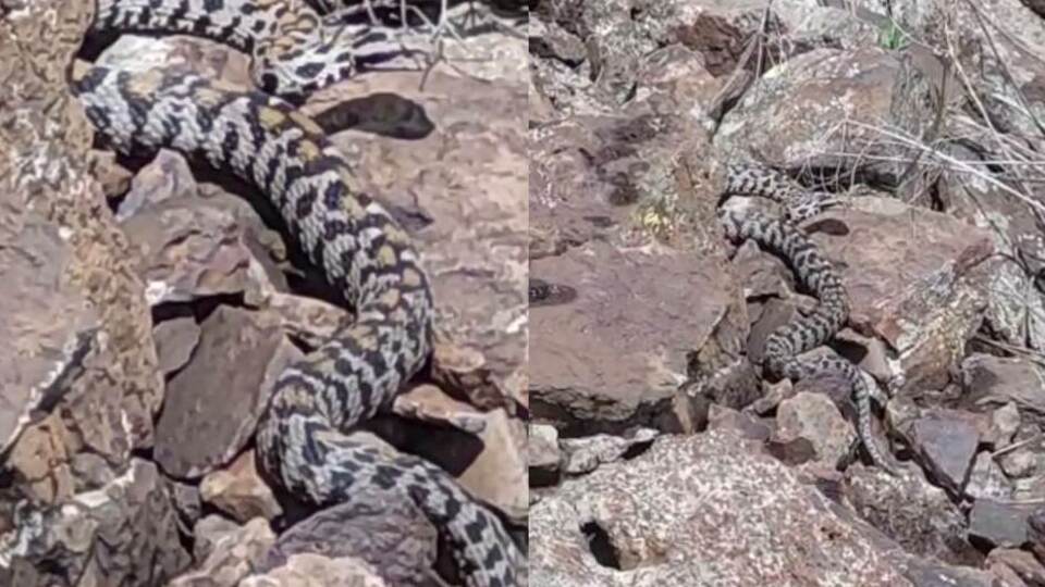 Endemik ve zehirli... Wagner engereği Ağrı'da görüntülendi