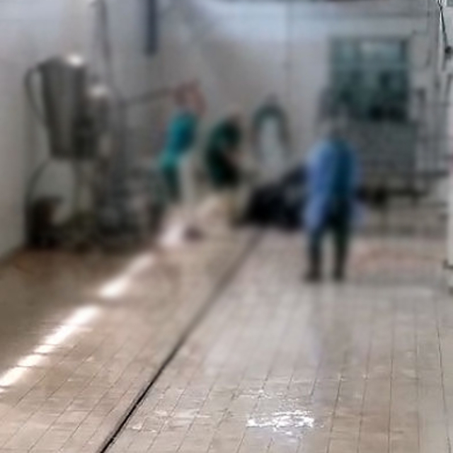 Adana Et Kombinasında büyükbaş hayvana yönelik şiddet: 2 gözaltı
