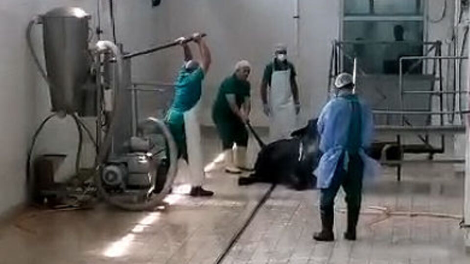 Sosyal medyada büyük tepki çekti! Bu nasıl eziyet? İşte ifadeleri!