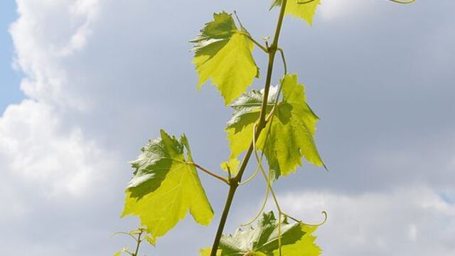 Yaprak ya da sanat neye yarar?