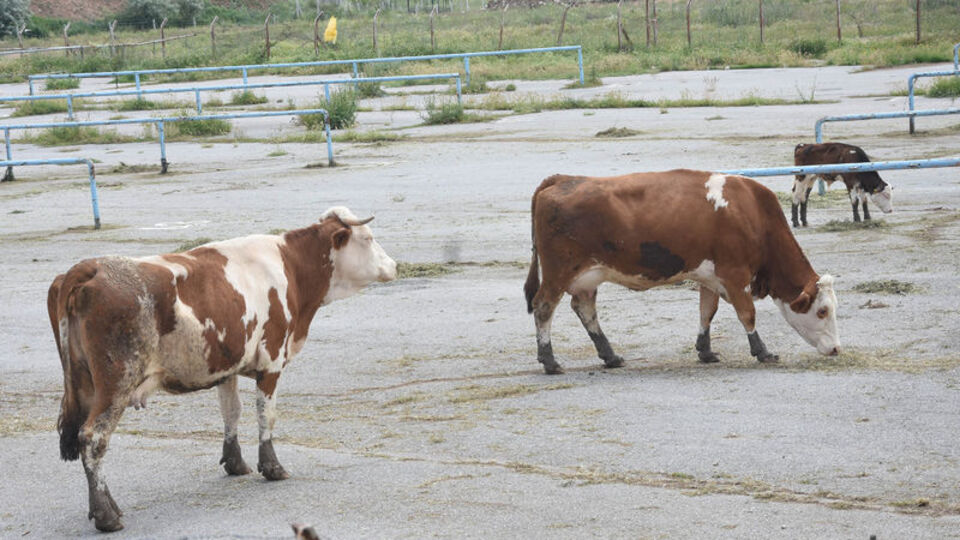 Sivas'ta kurban pazarına "şap" engeli