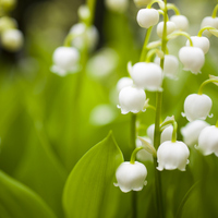 Doğdunuz ayın çiçeğini biliyor musunuz?