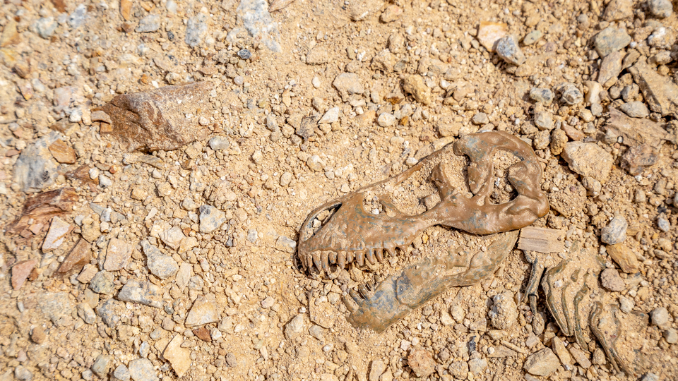 Kayaların içinde keşfedildi... 'Zırh' derili!