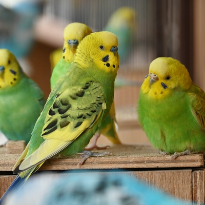 Kuş besleyenlere uyarı! Akciğer hastalığı gelişebilir