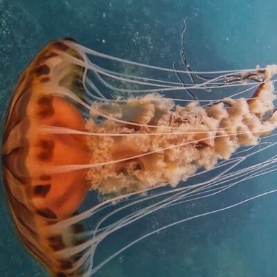 Adı: Pusula denizanası! Boyu: 4 metre ve zehirli! Marmara için dikkat!