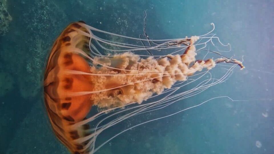 Adı: Pusula denizanası! Boyu: 4 metre ve zehirli! Marmara için dikkat!