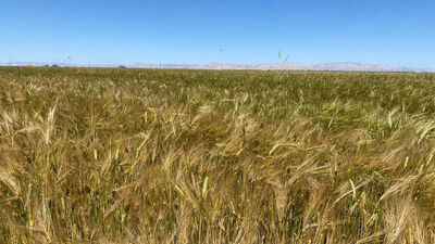 Yağış neden oldu! 2 kentte ekili arazilerde hastalık alarmı!
