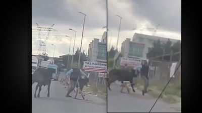 Kurbanlıklar kaçtı sahipleri kovaladı