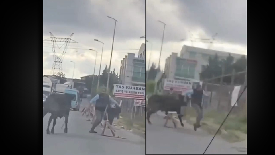 Kurbanlıklar kaçtı sahipleri kovaladı