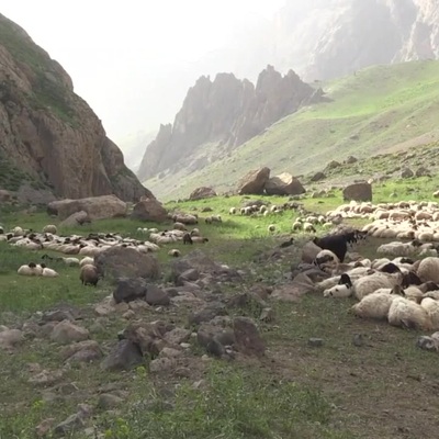 Göçerler yazı geçirmek için Van ve Hakkari'deki serin yaylaları tercih ediyor