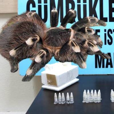 Polonya'dan gönderilmiş! Kargo paketindeki cam tüplerden çıktı