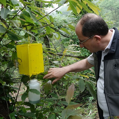 Katil arılara yapışkanlı tuzak!