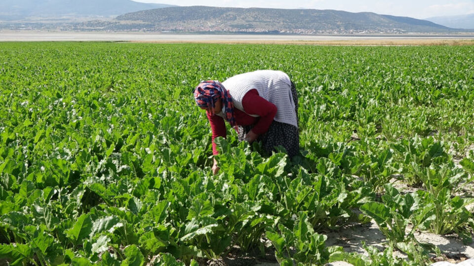 Tarlada çalışan kız çocuğuna yorgun mermi şoku!
