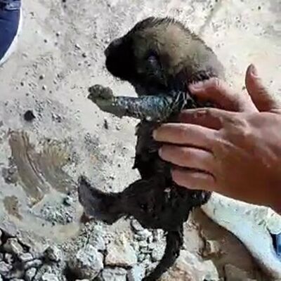 Yavru köpekler böyle kurtarıldı