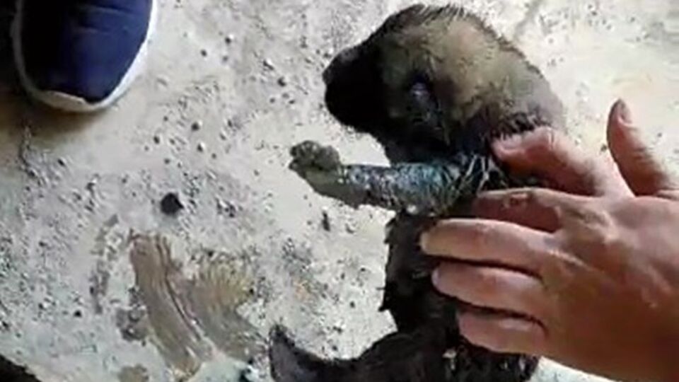 Yavru köpekler böyle kurtarıldı