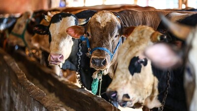 Büyükbaş kurbanlık fiyatı yüzde 140 arttı