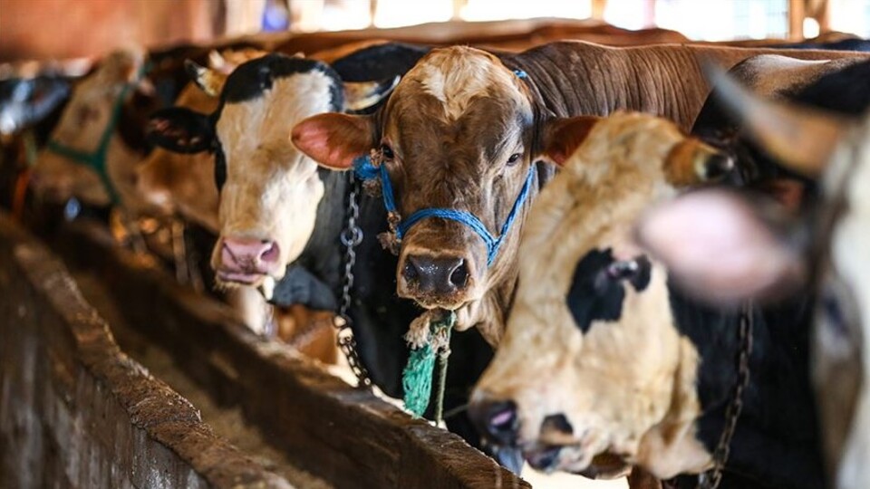 Büyükbaş kurbanlık fiyatı yüzde 140 arttı