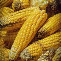 Mısır ne zaman ve nasıl ekilir?