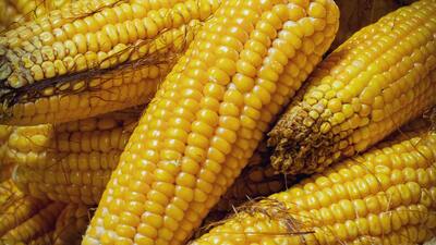 Mısır ne zaman ve nasıl ekilir?