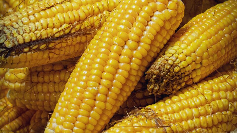 Mısır ne zaman ve nasıl ekilir?