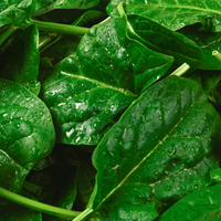 Roka ne zaman ve nasıl ekilir?