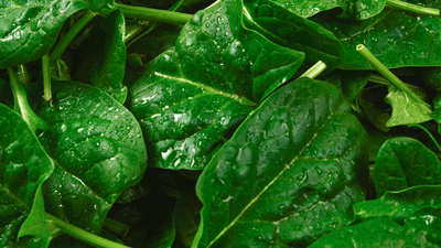 Roka ne zaman ve nasıl ekilir?