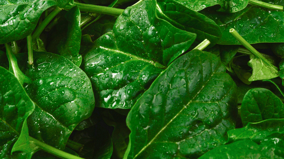 Roka ne zaman ve nasıl ekilir?