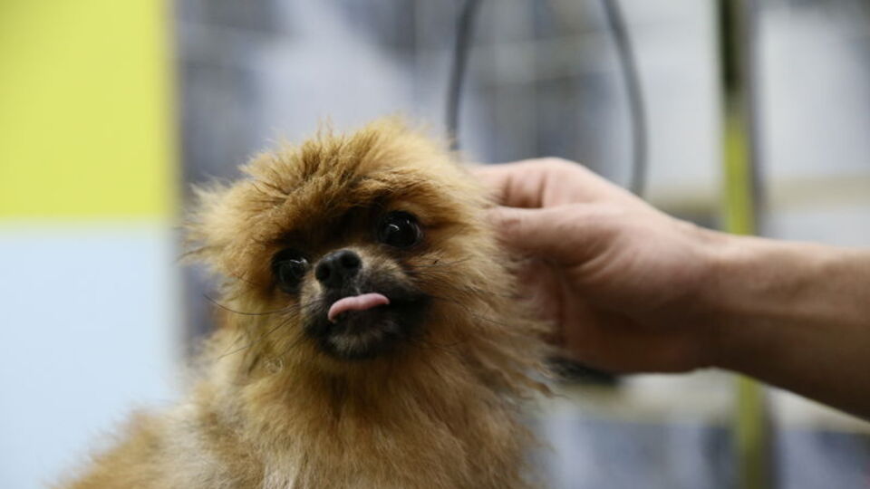"Sahte veteriner"in cezası belli oldu!