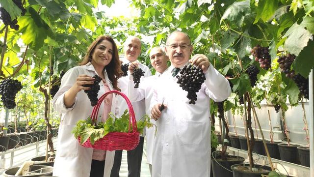 Manisa'da ilk üzüm hasadı "topraksız tarım"la yapıldı