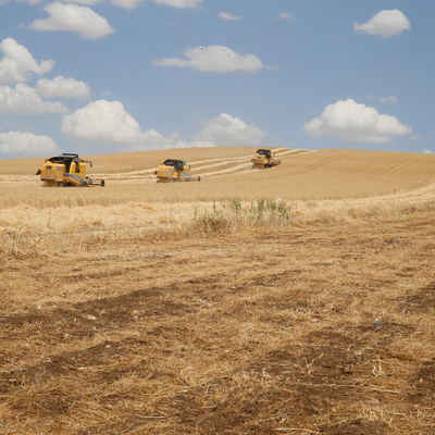 9 kişinin öldürüldüğü tarladaki hasat başladı!