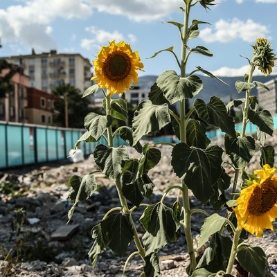 Yıkılan kuruyemişçideki ürünler toprakta yeşerdi
