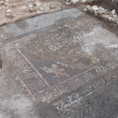 Sinop'ta bulundu... Dünyada eşine nadir rastlanır!