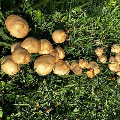 Mantar zehirlenmelerinde 16 saat uyarısı!