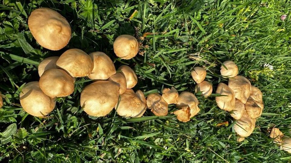 Mantar zehirlenmelerinde 16 saat uyarısı!