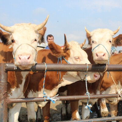 Dikkat! Kurban keserken bulaşabilir