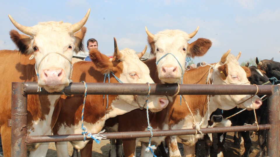 Dikkat! Kurban keserken bulaşabilir