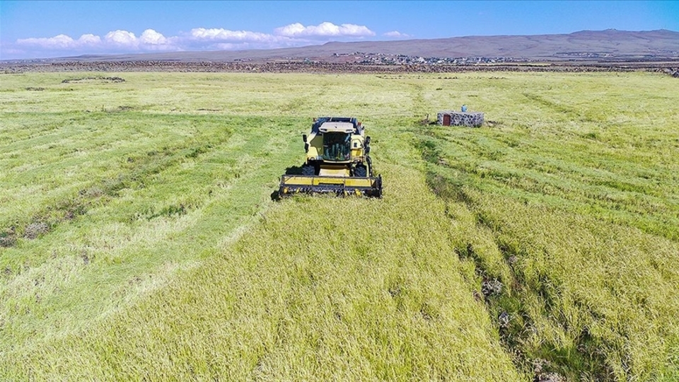 Destek ödemeleri ve yaş çay bedelleri ödeniyor