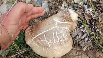 Uzmanı uyardı: Bile bile ölüme götürüyor