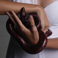 Yılan kış uykusuna yatar mı?