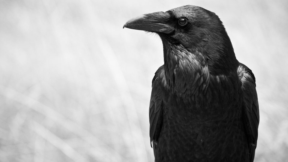 Karganın taşıdığı kesik parmakların sırrı!