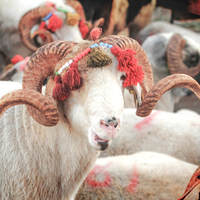 Kurban keserken nelere dikkat edilmeli?