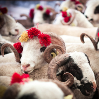 Kurban keserken tekbir getirilir mi?