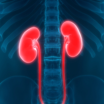 Genç yetişkinlerde böbrek işlevindeki 4'te 1'lik azalmanın bile ciddi sonuçları olabilir