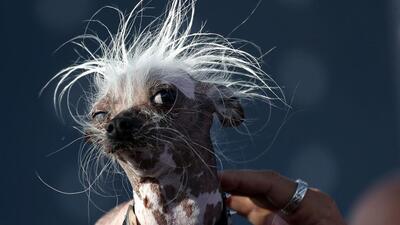 Çirkin hayvanları neden seviyoruz?