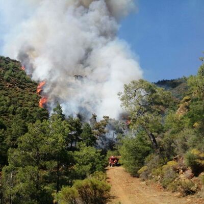 Marmaris'teki orman yangınında yeni gelişme! Serbest bırakıldı