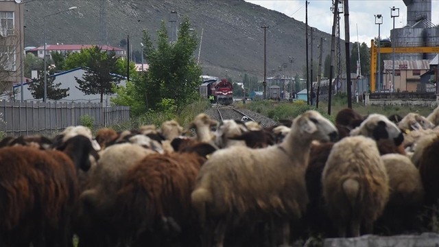 Tehlikeli yolculuk