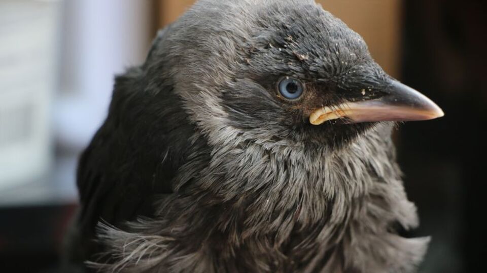 Kuaför salonunun maskotu oldu