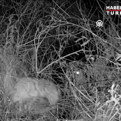 Aras Nehri kıyısında yiyecek arayan çakal sürüsü fotokapana yansıdı