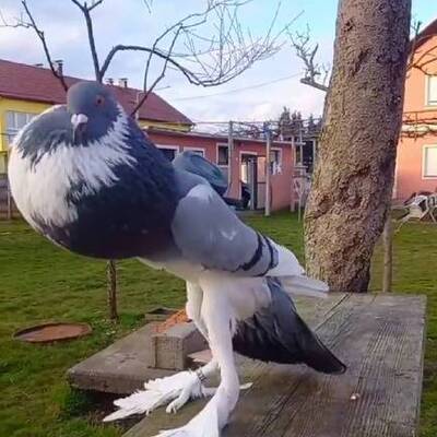 'Mutant' güvercin TikTok'ta viral oldu