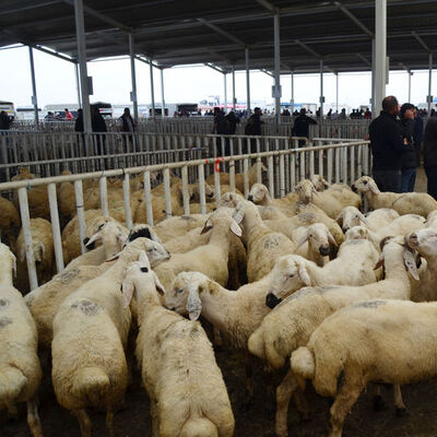 Hasta kurbanlık nasıl anlaşılır? Kulaklara dikkat!